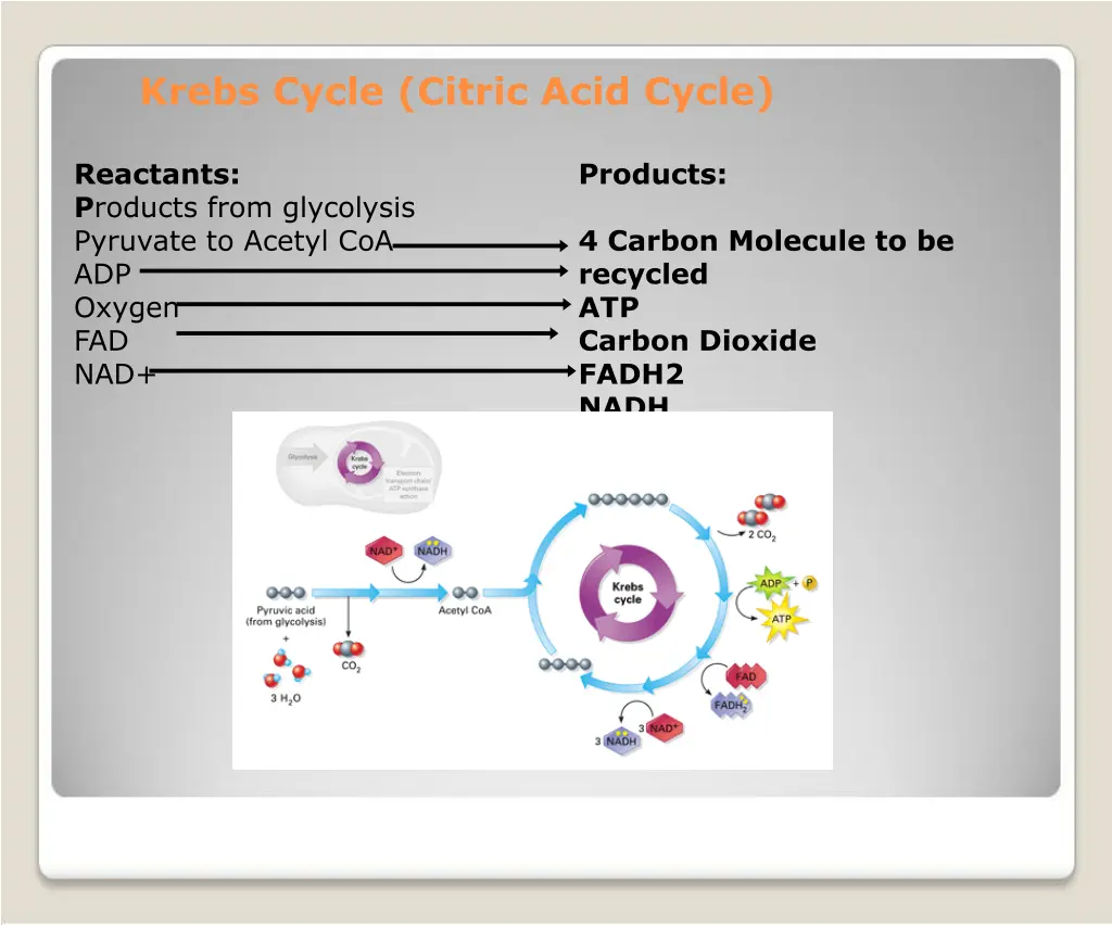 krebs cycle citric acid cycle