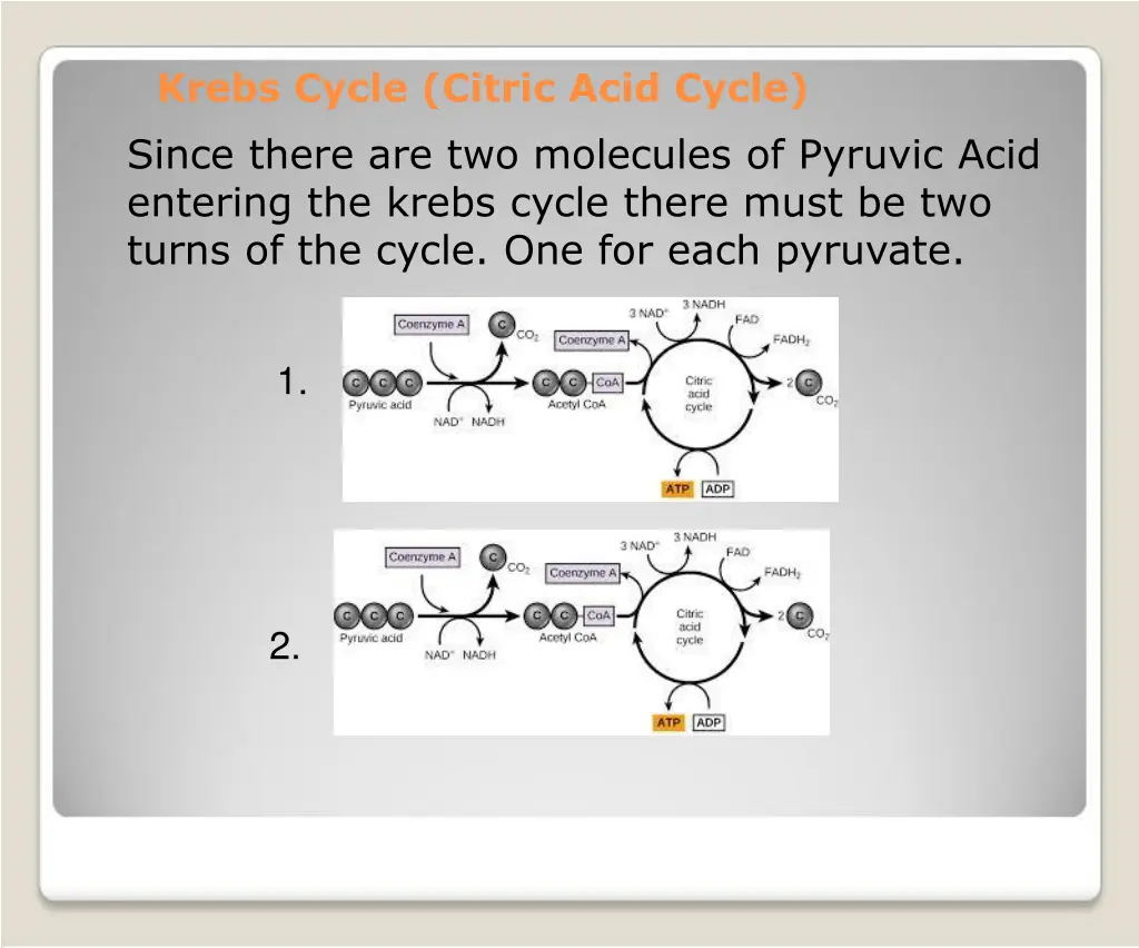 krebs cycle citric acid cycle since there