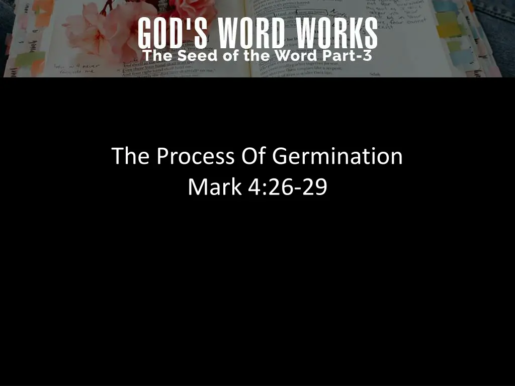 the process of germination mark 4 26 29