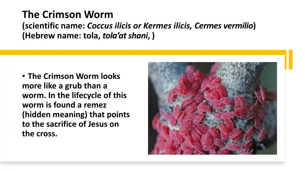 the crimson worm scientific name coccus ilicis