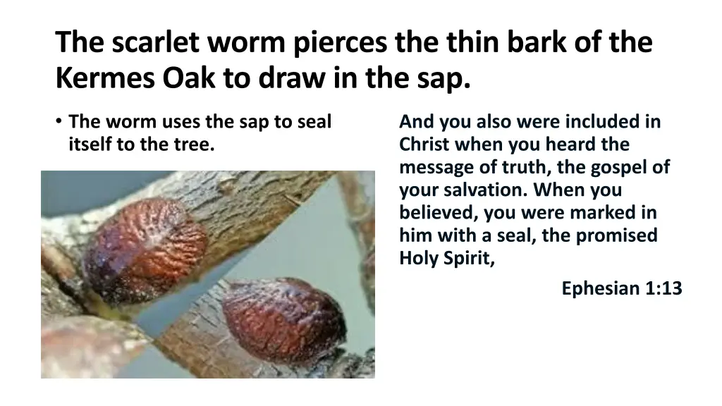 the scarlet worm pierces the thin bark