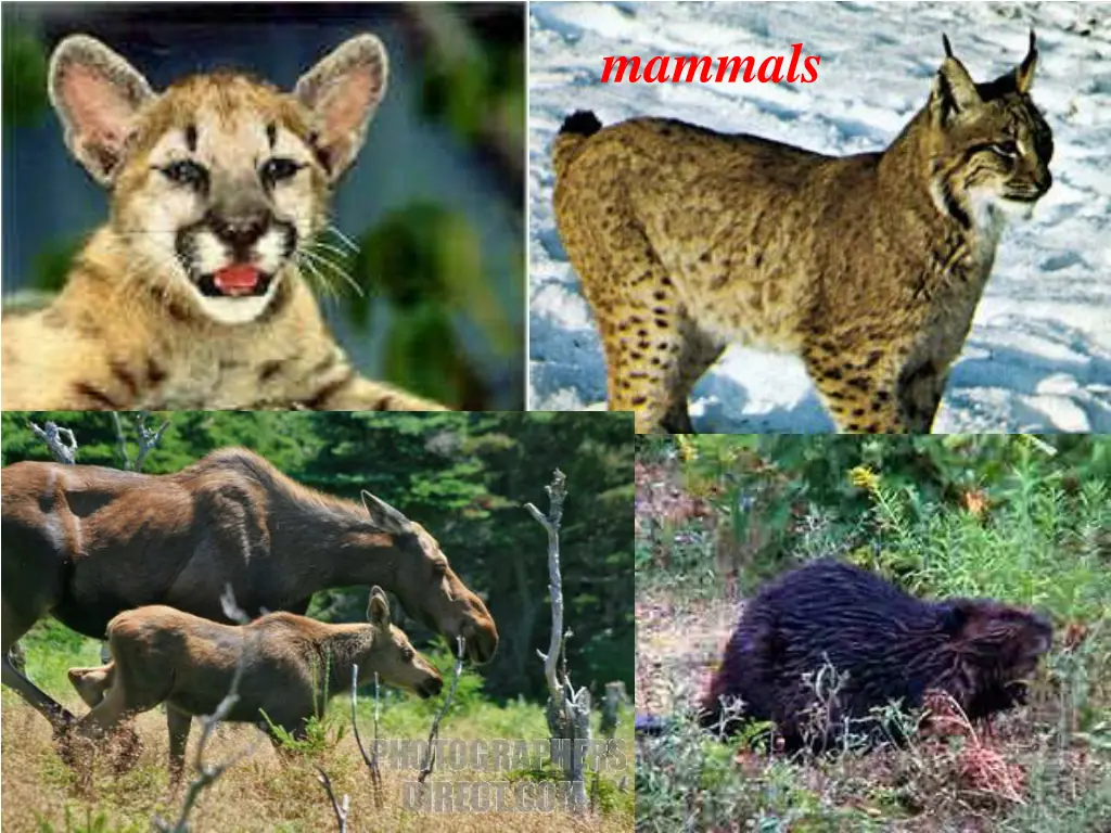 mammals