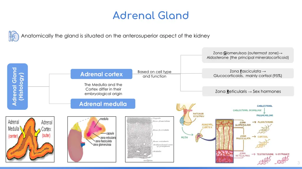 adrenal gland