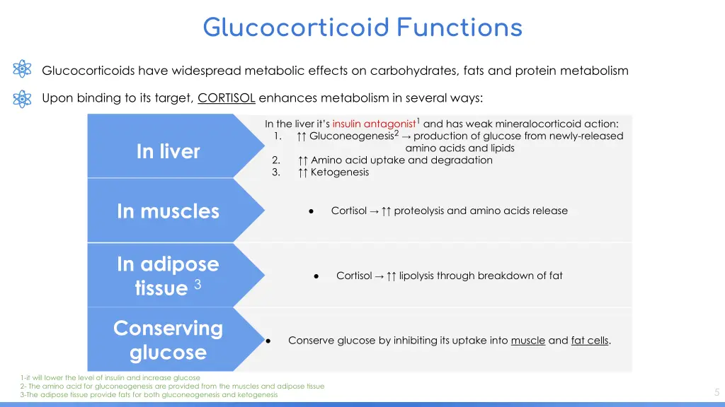 glucocorticoid functions