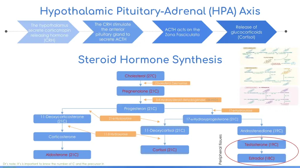 hypothalamic pituitary adrenal hpa axis