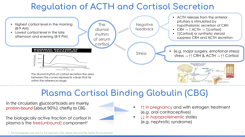 regulation of acth and cortisol secretion