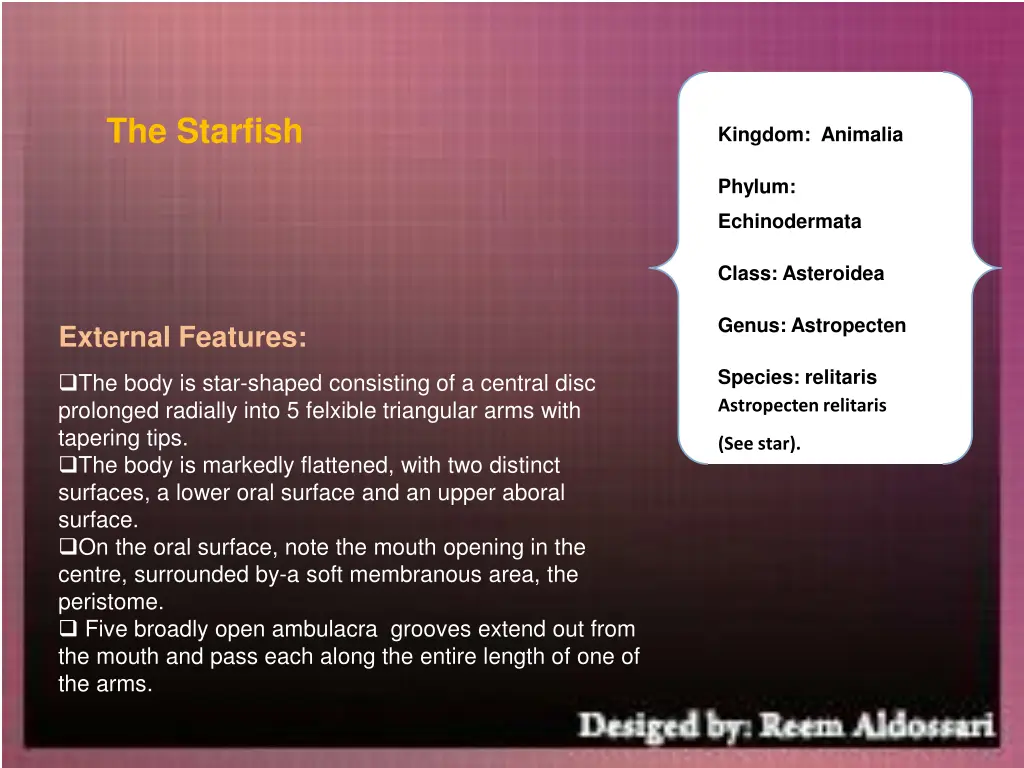 the starfish