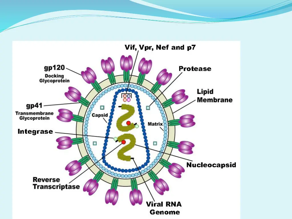 file hiv virion en png