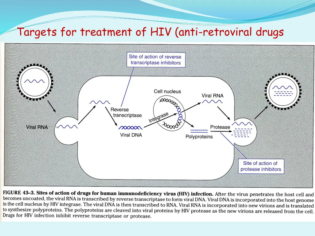 targets for treatment of hiv anti retroviral drugs