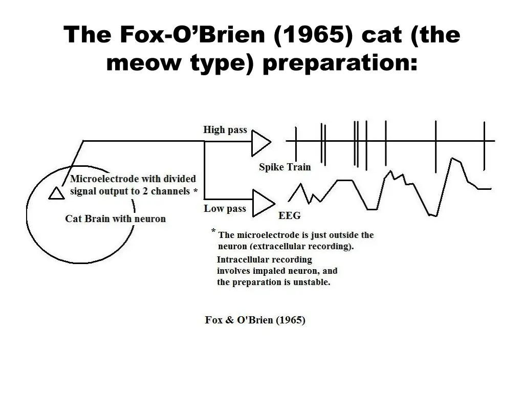 the fox o brien 1965 cat the meow type preparation