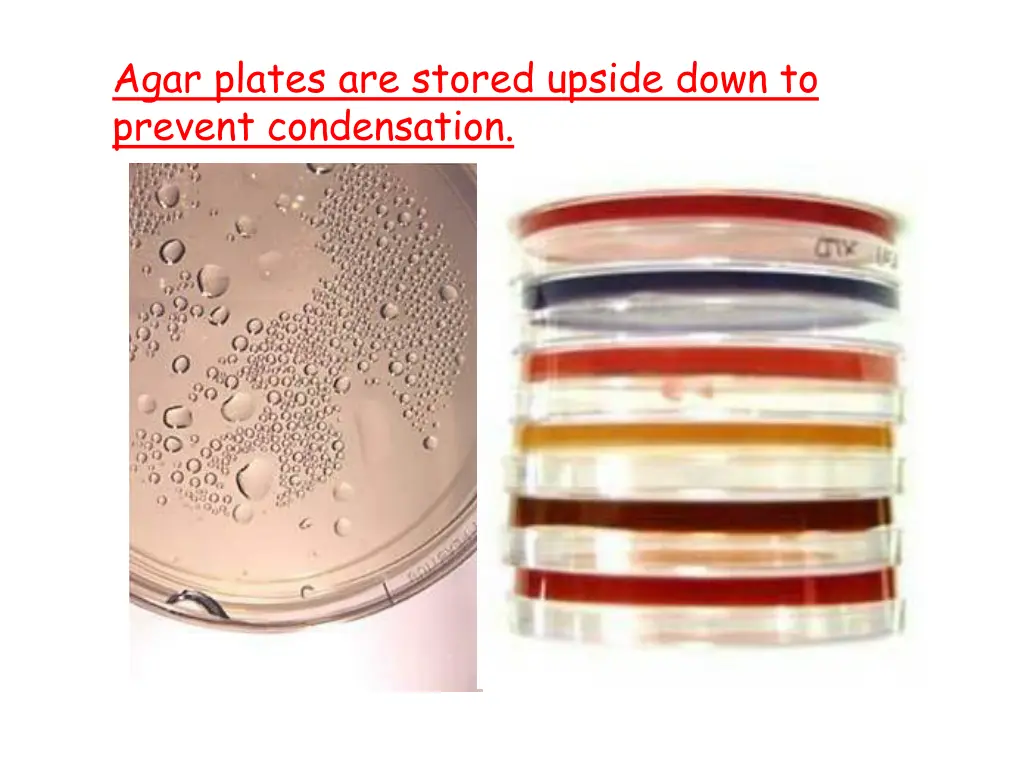 agar plates are stored upside down to prevent