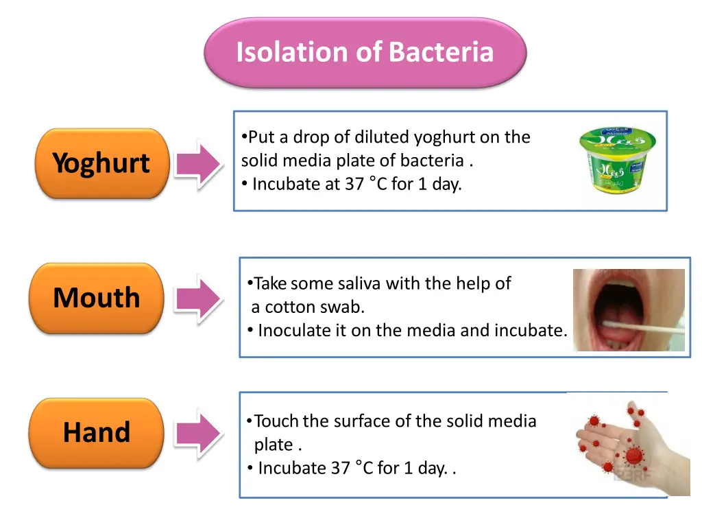 isolation ofbacteria