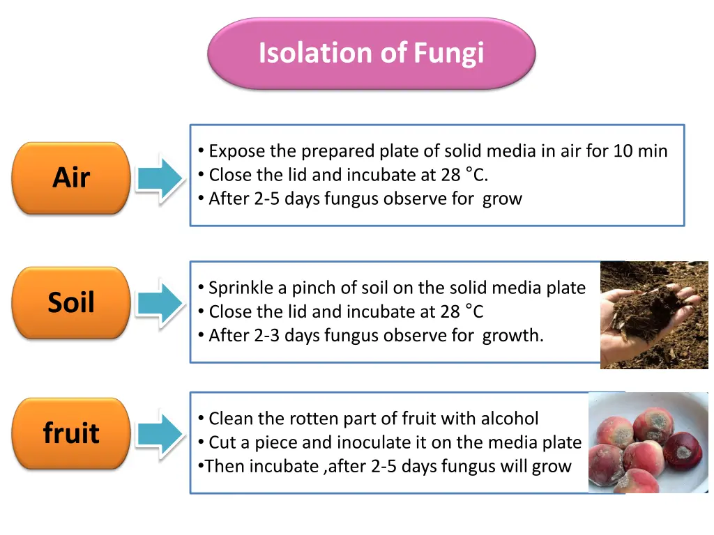 isolation offungi