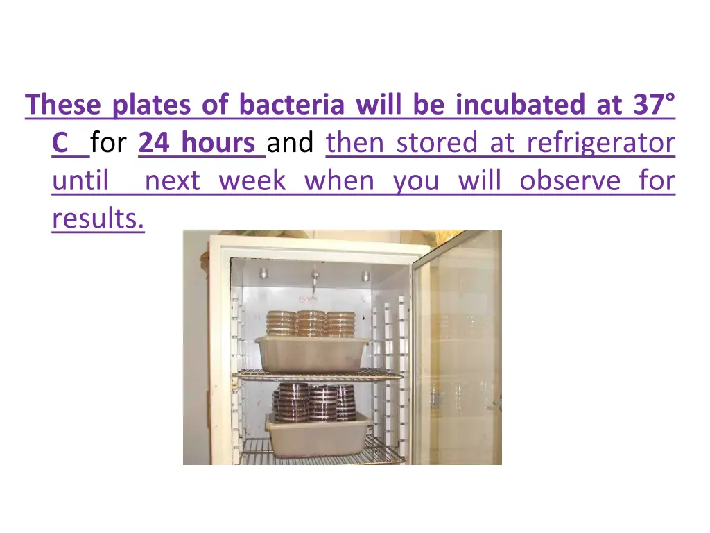 these plates of bacteria will be incubated