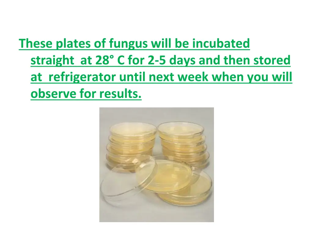 these plates of fungus will be incubated straight