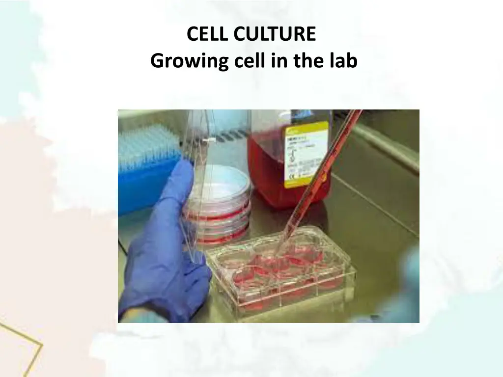 cell culture growing cell in the lab