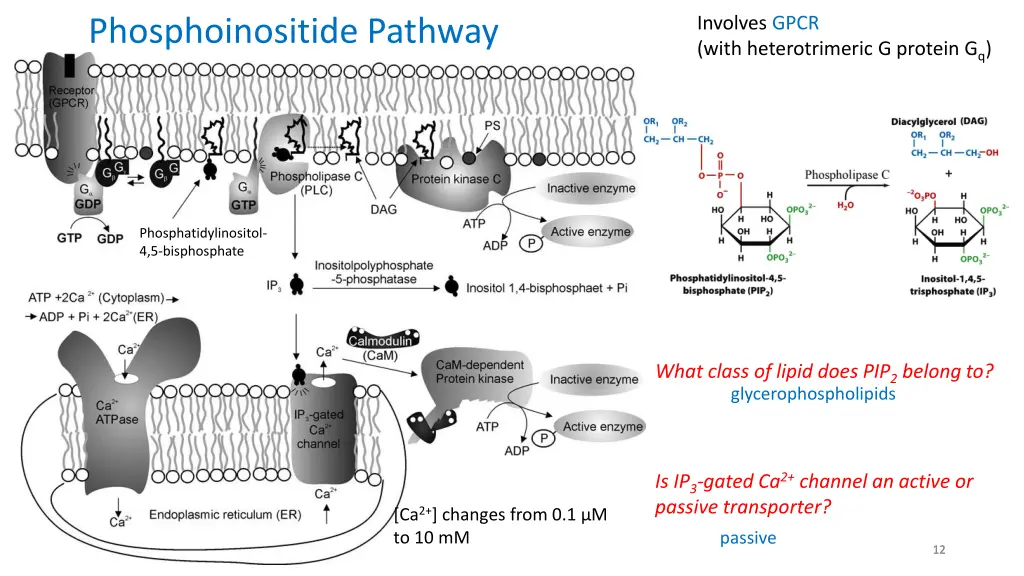 involves gpcr with heterotrimeric g protein g q