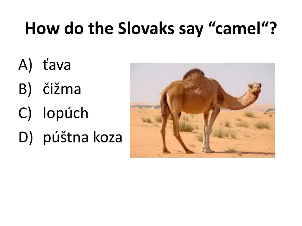 how do the slovaks say camel