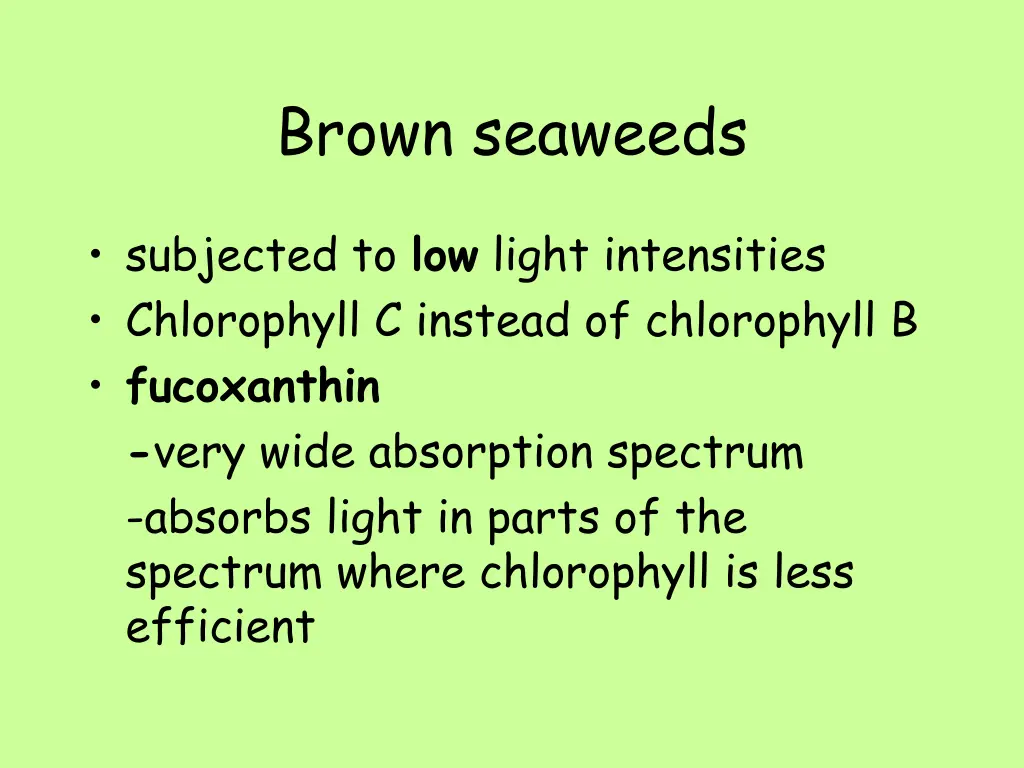 brown seaweeds