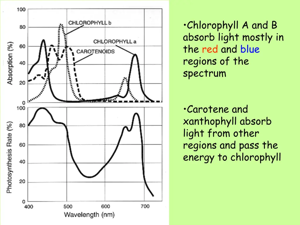 chlorophyll a and b absorb light mostly