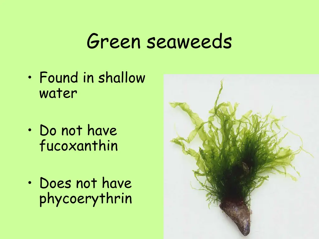 green seaweeds