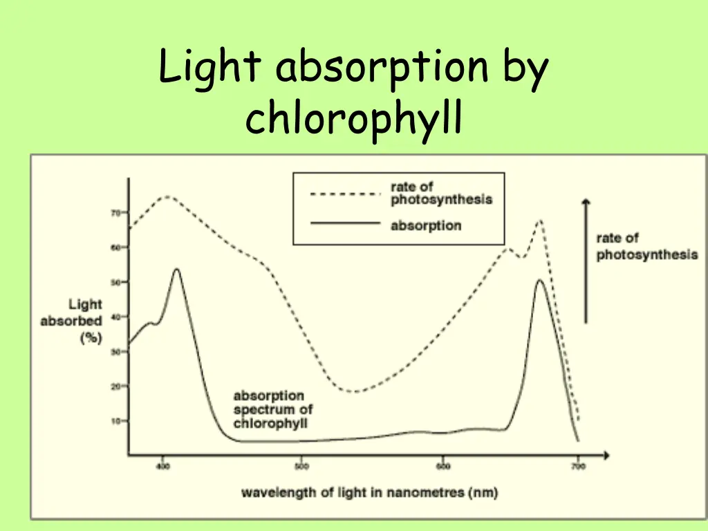 light absorption by chlorophyll