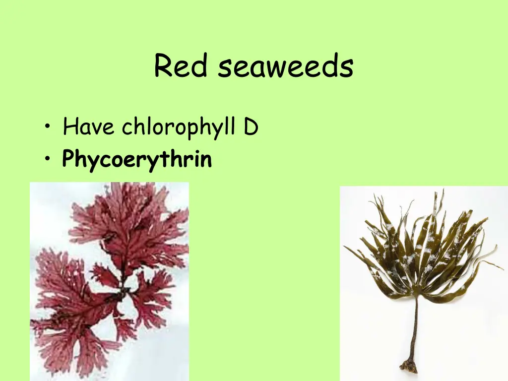 red seaweeds