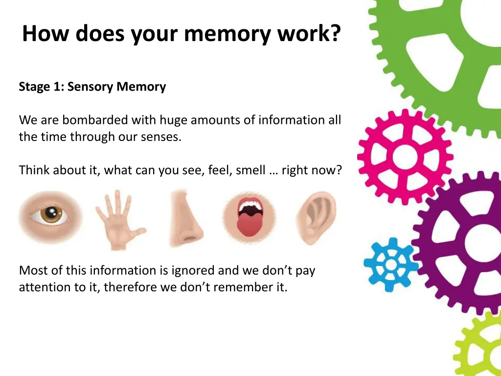 how does your memory work