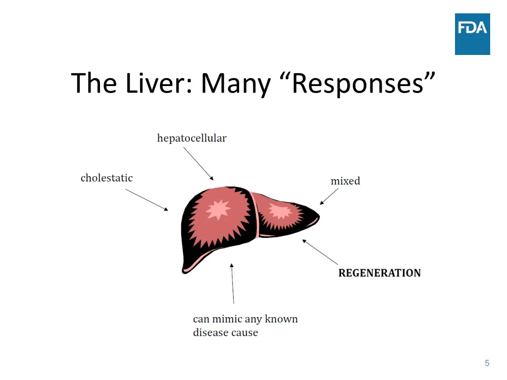 the liver many responses