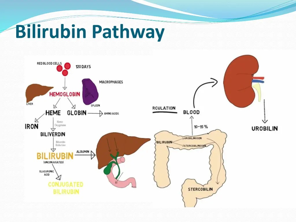 bilirubin pathway