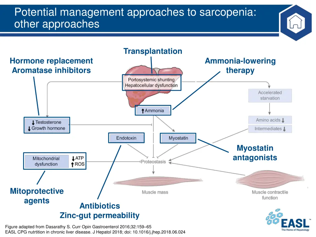 potential management approaches to sarcopenia 3