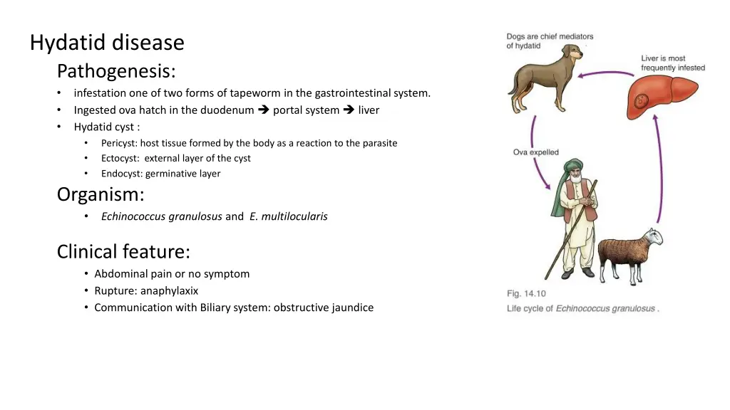 hydatid disease pathogenesis infestation