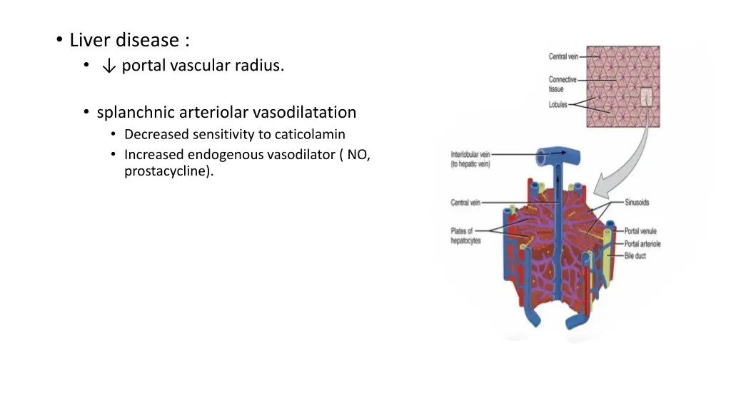 liver disease portal vascular radius