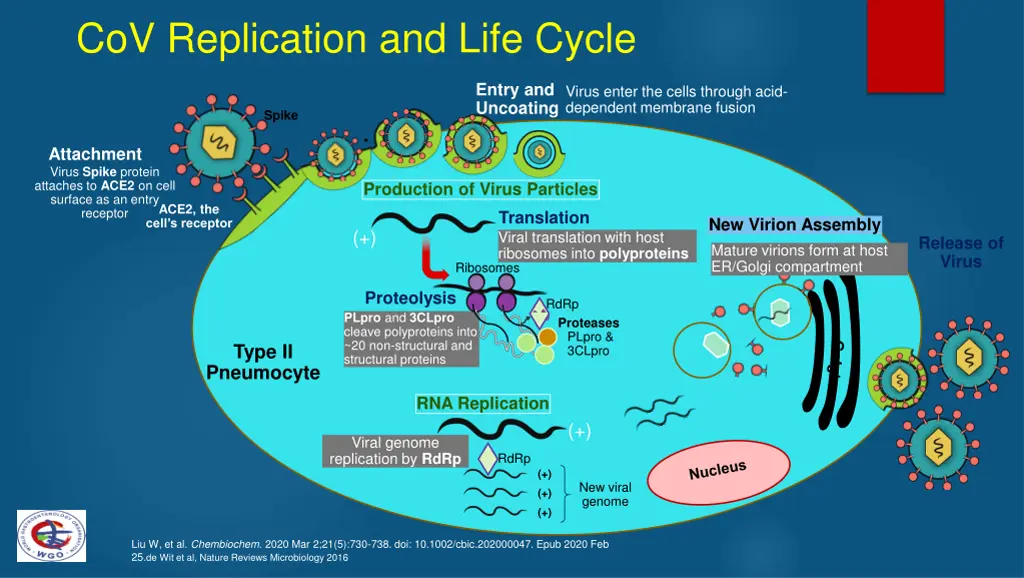 cov replication and life cycle