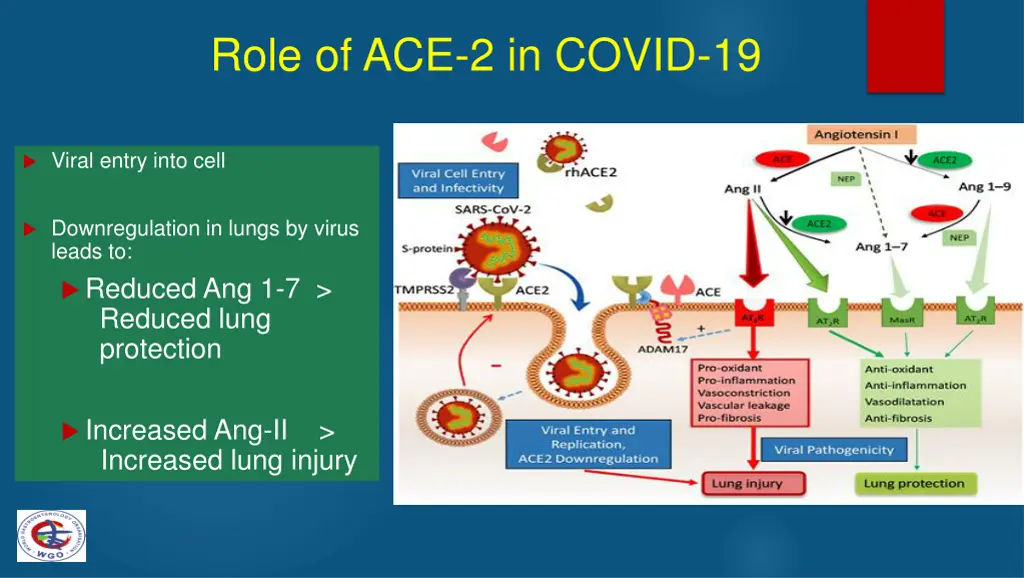 role of ace 2 in covid 19