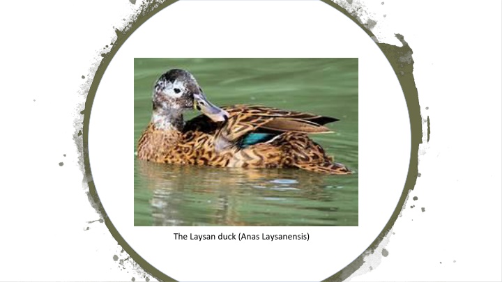 the laysan duck anas laysanensis