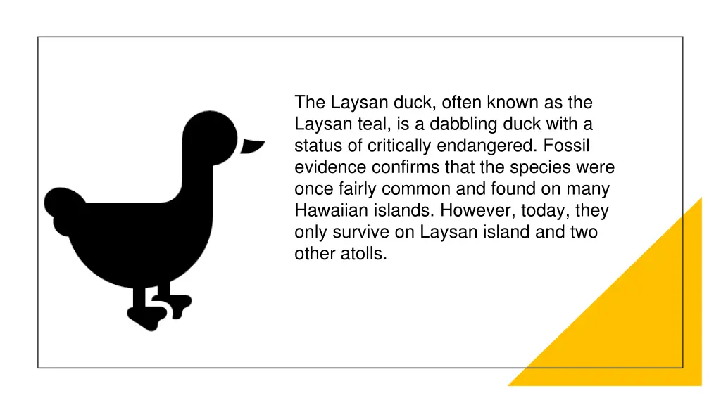 the laysan duck often known as the laysan teal