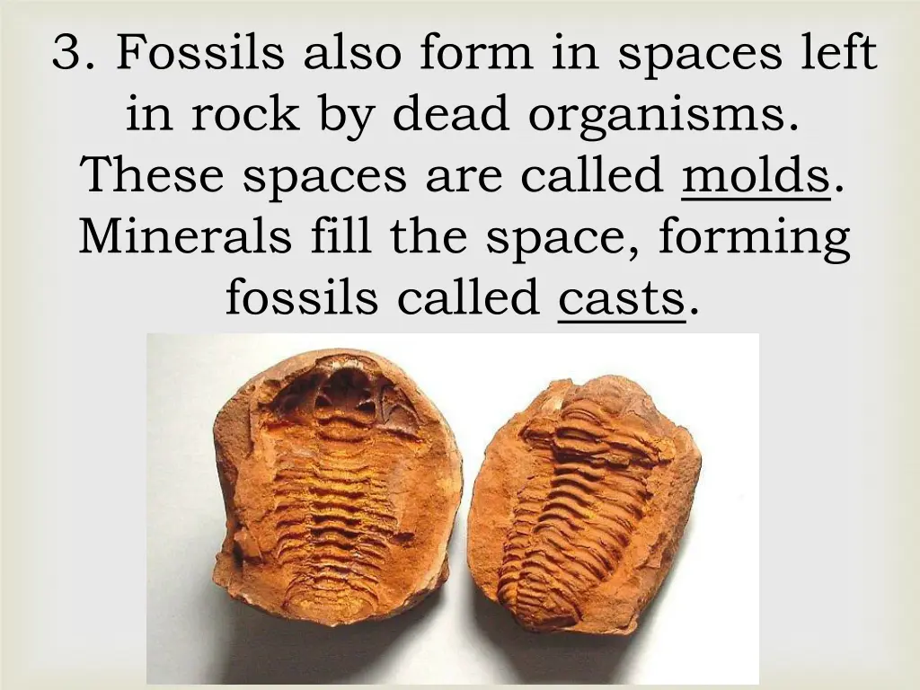 3 fossils also form in spaces left in rock