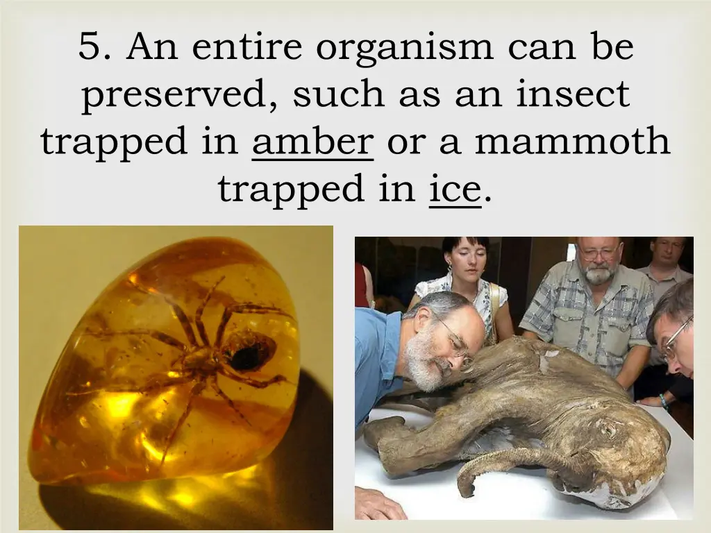 5 an entire organism can be preserved such