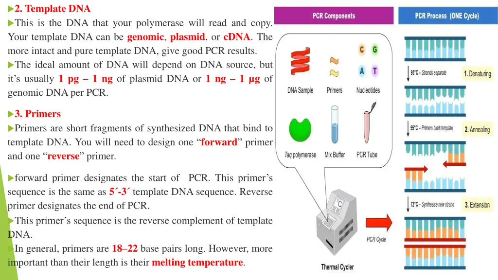 2 template dna this is the dna that your