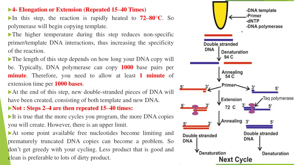 4 elongation or extension repeated 15 40 times