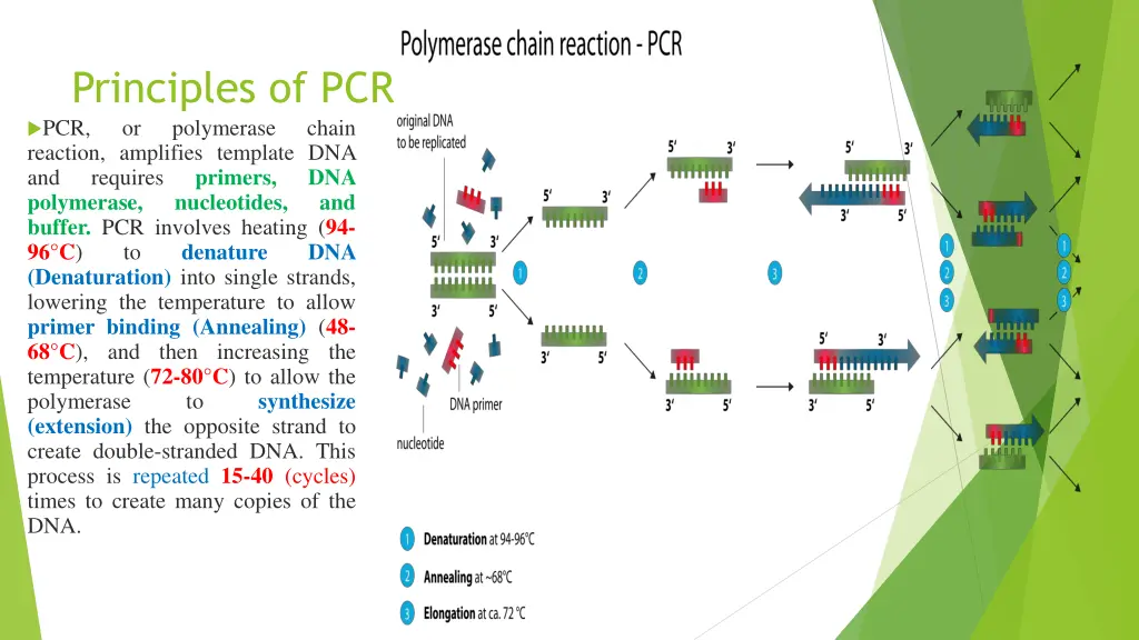 principles of pcr pcr or polymerase reaction