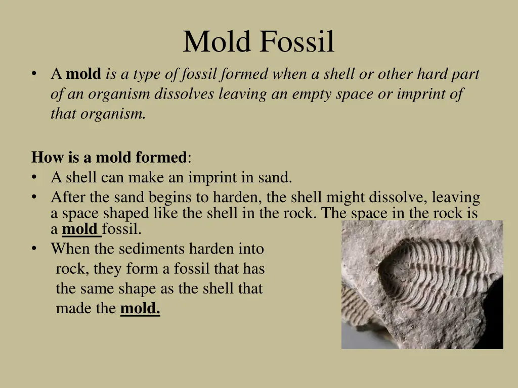 mold fossil