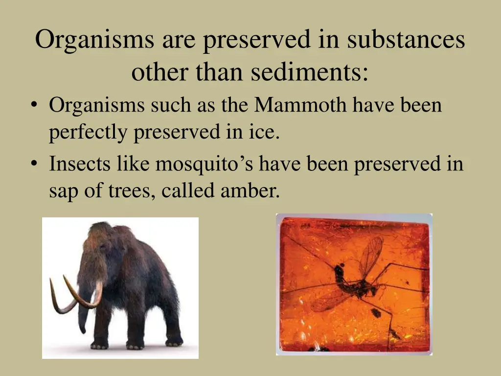 organisms are preserved in substances other than