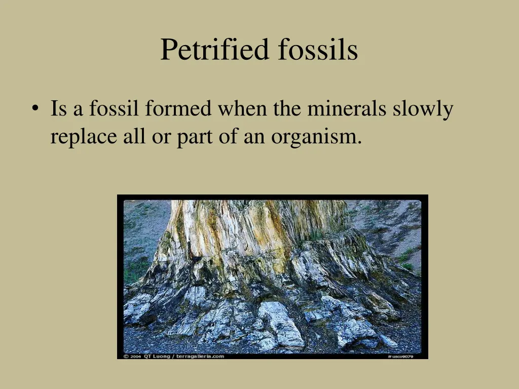 petrified fossils