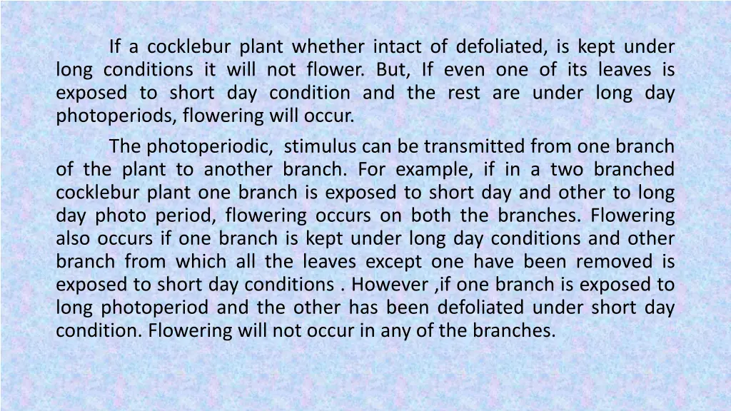 if a cocklebur plant whether intact of defoliated