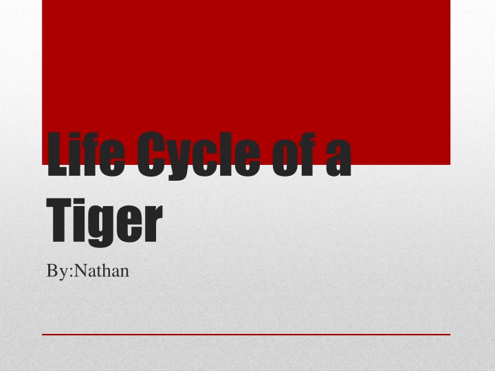 life cycle of a tiger by nathan