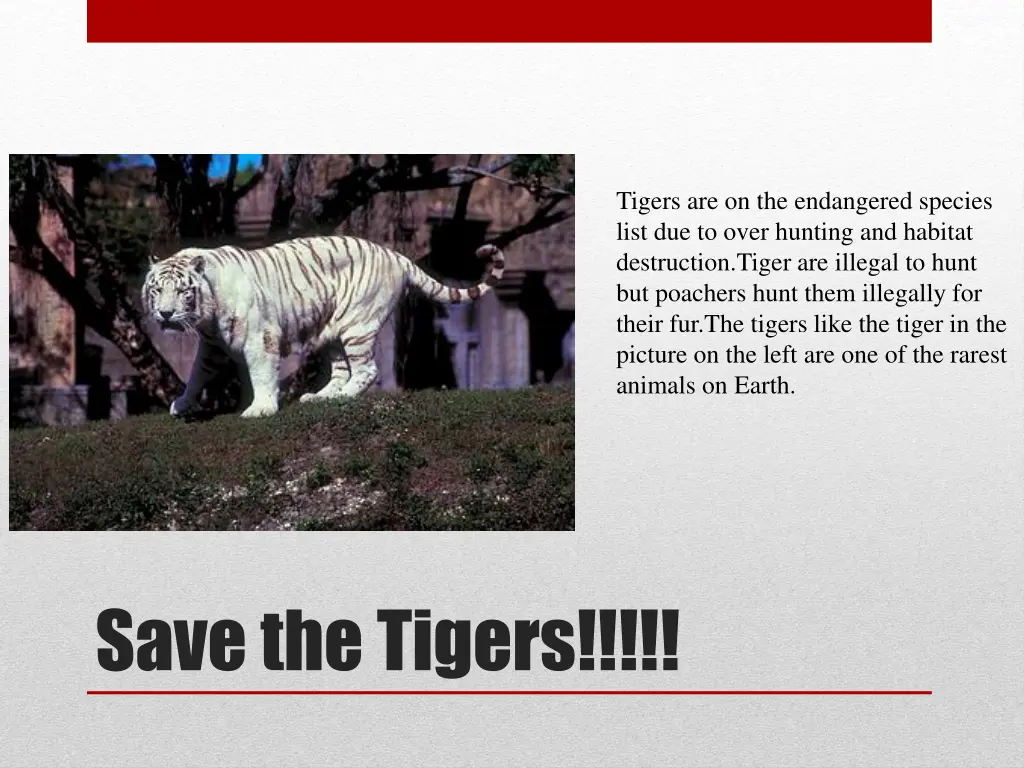 tigers are on the endangered species list