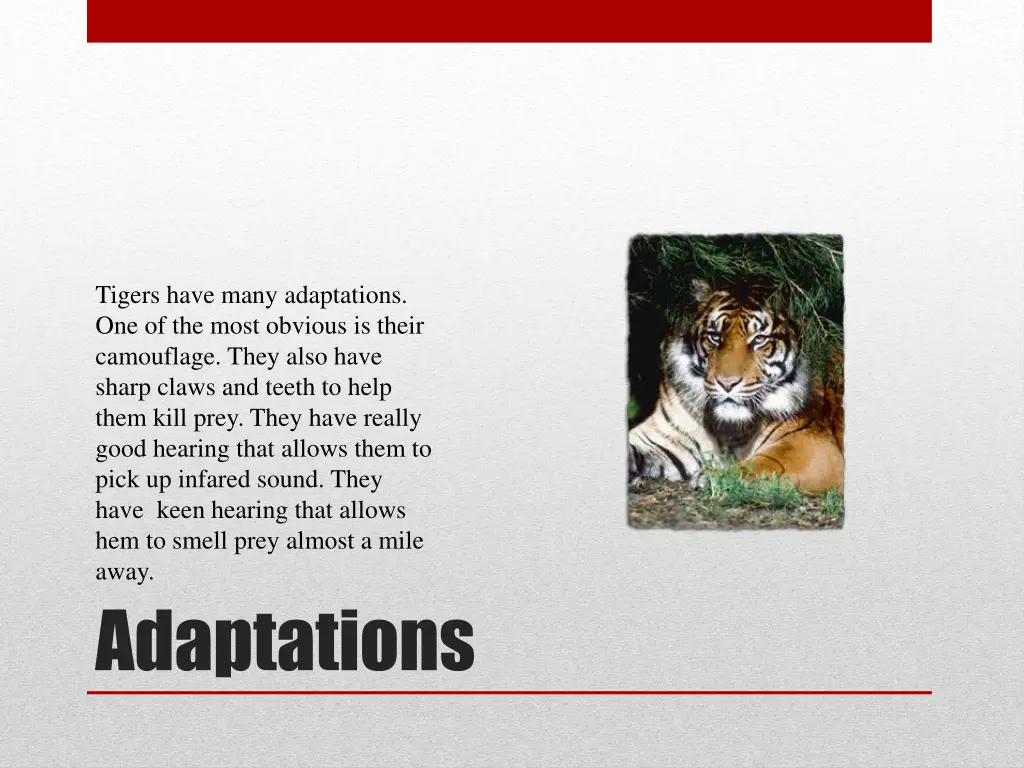 tigers have many adaptations one of the most