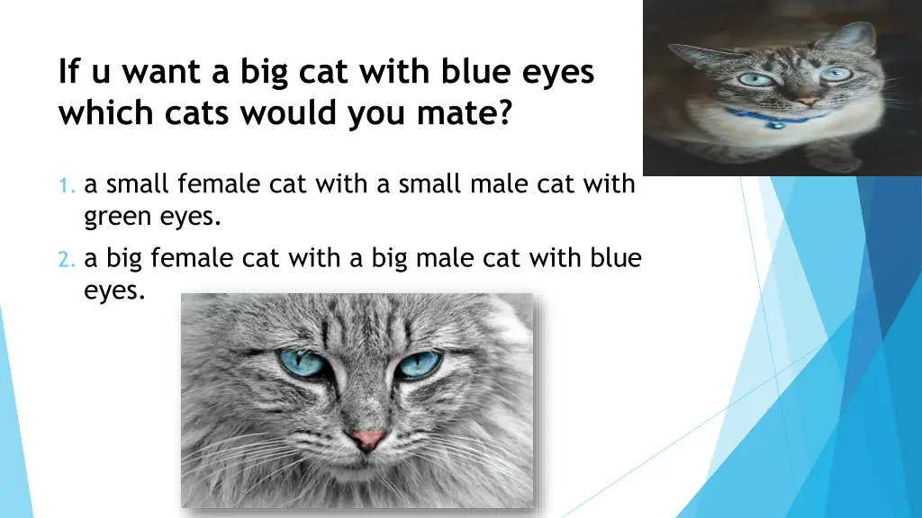 if u want a big cat with blue eyes which cats